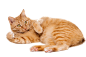 趴着 躺着 悠闲慵懒的肥肥的橘猫