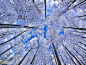 德国冬季参天山毛榉林美景
摄影师：Martin Hertel,  这张照片拍摄于德国巴伐利亚州的斐克特高原，展现了冬季山毛榉林美景。
