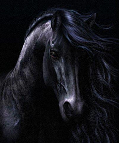 匿迹嗯采集到马