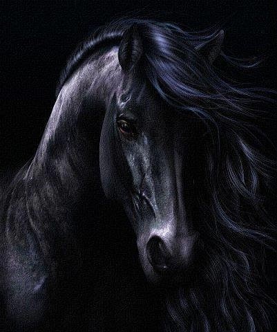 Black horse