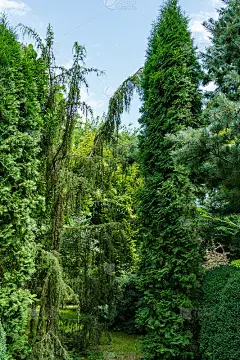 园景常绿的花园，与杜松杜松，霍斯特曼和西cidentalis Columna(北部或东部白雪松)在右