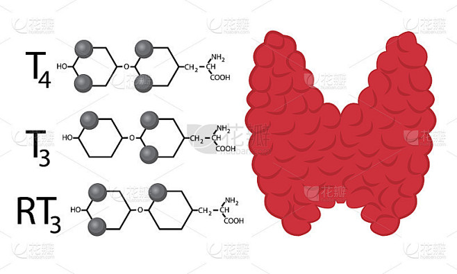 甲状腺功能方案。甲状腺激素的结构化学公式 