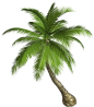 棕榈树PNG