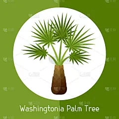 华盛顿蒲葵棕榈树。外来热带植物插图