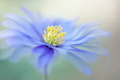 ·菩提心·采集到《花影迷离》