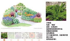 zngwngtng采集到LANDSCAPE—植物品种