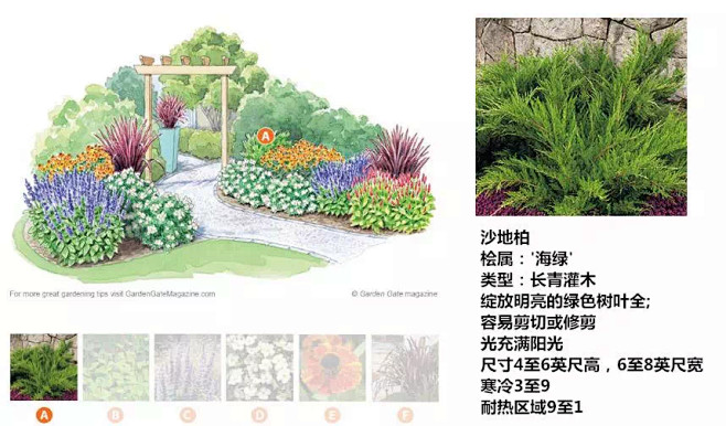 庭院植物花境