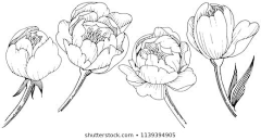 冻柠茶走茶采集到白描图