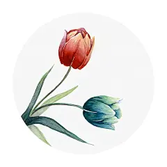 优秀的插画欣赏 手绘 水彩 花卉 国外达人的花卉水彩