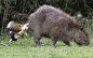 A bird eats insects from a capybara's behind in Estancia Rincon del Socorro, Argentina. The rear end of the world's largest rodent offered fine dining for this bug-eating bird, a yellow-headed caracara. And the capybara didn't mind as the bird was removin