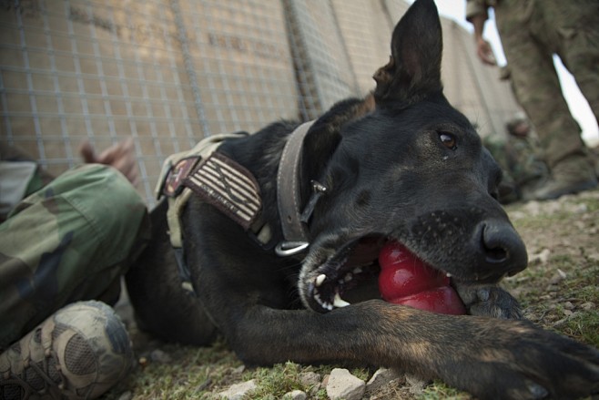 Wilbur, a Marine Spe...