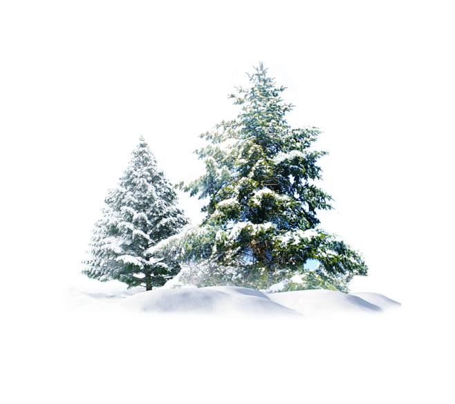 圣诞节圣诞树免抠PNG： (900×80...