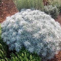用户hLPXhT2S采集到植物种类