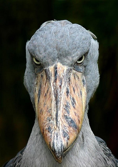  shoebill stork -- l...