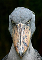 shoebill stork -- looks angry
真邪恶。