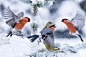 bullfinches in snow fight by Jørn Allan Pedersen