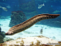 Eel - Wikipedia