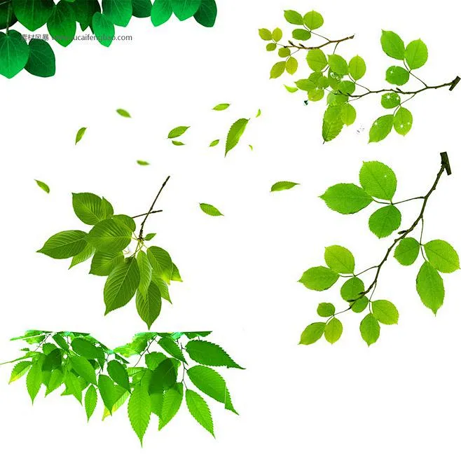 树枝ps素材 树叶 树枝免费psd素材 树叶 树枝图片 树叶 树枝 彩色树叶 矢量树 #PSD##PSD模板# ★★★★★ http ...
