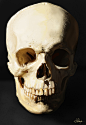 Homosapien Skull front by Suzanne-Helmigh on deviantART