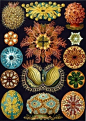 【德国生物学家、博物学家、哲学家、艺术家、医生、教授 恩斯特·海因里希·菲利普·奥古斯特·海克尔（Ernst Heinrich Philipp August Haeckel，1834年2月16日－1919年8月9日）绘制的《自然界艺术形态之深海图谱》】他曾将查尔斯·罗伯特·达尔文的进化论引入德国并在此基础上继续完善了人类的进化论理论
