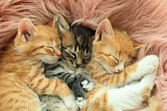 点击来源直接获取大图文件 |Cute little kittens sleeping on pink furry blanket, closeup