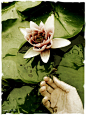 flower,sadness,art,hand,lotus,photography-de60f4ad、花、唯美、花与人、花与手