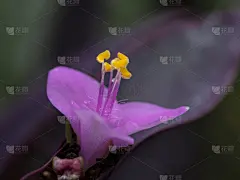 紫色,小的,水平画幅,雄蕊,秋天,无人,紫心勋章,夏天,品红色,拉丁美洲