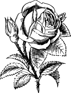 玫瑰 花 花瓣 树叶 美丽的花朵 花壁纸 盛开 植物 植物群