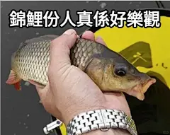 锦鲤表情包