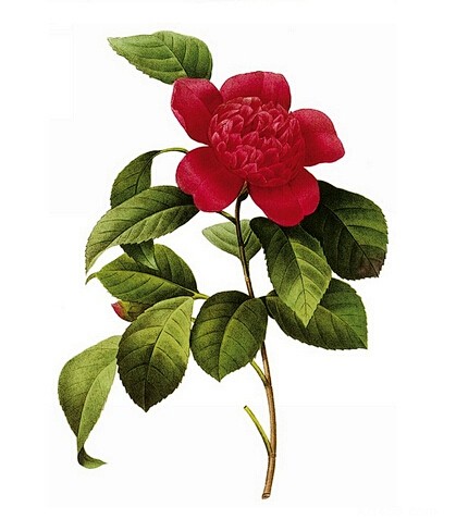 花草集——马克笔花卉植物绘-插画艺术作品...
