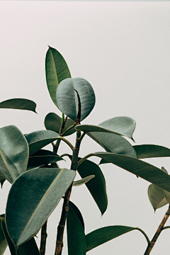 Kassen采集到植物