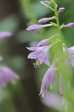 你是我的Home—采集到花世界