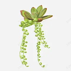 手绘可爱植物多肉 平面电商 创意素材