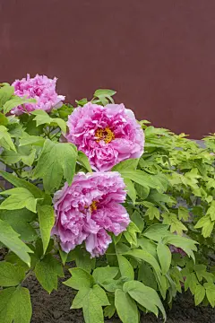 牡丹花图片设计素材