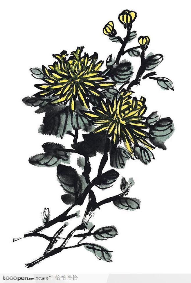 中国国画之花类植物-两株菊