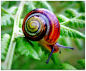 Cuban Land Snail