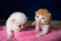 点击来源直接获取大图文件 |Two lovely kittens orange brown color and white color