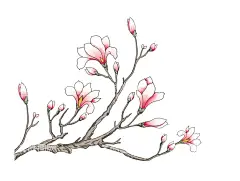 玉兰花  - 源文件下载【酷图网】玉兰花,花朵,简单花朵,花型,花骨朵,好看的花