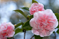 #山茶花# #微距#  #摄影#
| Camellia 'Debutante' | Flickr - 相片分享！