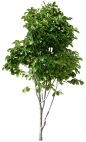 tree_PNG230.png (1390×2300)