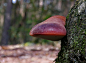 Beefsteak fungus  Biefstukzwam  Fistulina hepatica