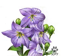 彩铅植物手绘精选-插画艺术作品-爱画网