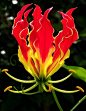 嘉兰 Gloriosasuperba：津巴布韦国花。花型奇特，犹如燃烧的火焰，艳丽而高雅；花色变幻多样。其花瓣向后反卷是重要的特征，花名来源于拉丁的“惊叹”“美丽”之意。