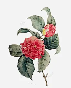 手绘山茶花 创意素材