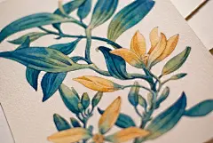 一朵夏的相册-一组传统水彩手绘插画