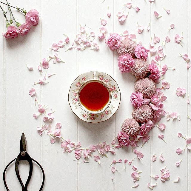 茶杯 园艺 花