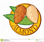 Almond with leaves label : Almond With Leaves Label - Download From Over 68 Million High Quality Stock Photos, Images, Vectors. Sign up for FREE today. Image: 35629247