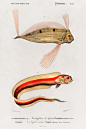 鱼类图鉴●缎带鱼