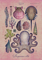 Aequoreus vita : Five marine life illustrations depicting various mostly shallow-water sea creatures inspired by vintage encyclopedia art. The animals and the lettering were created with watercolors, colored pencils and later digitally processed. Thanks f