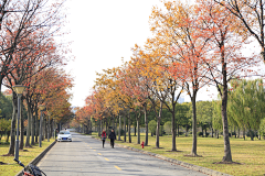 刘小二的2采集到道路植物